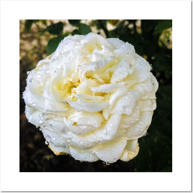 White flower with fattening drops Wall Art by AA